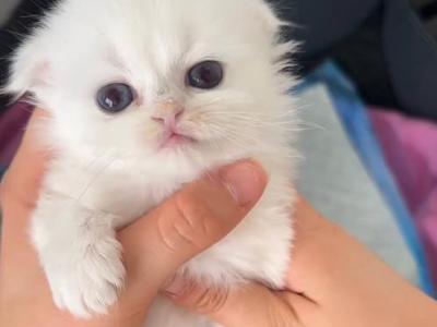 Scottish Fold Long Hair Black Silver Shaded Point - Scottish Fold - Gallery Photo #1