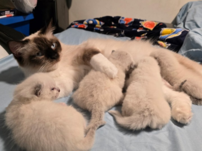 Ragamese - Ragdoll - Gallery Photo #1