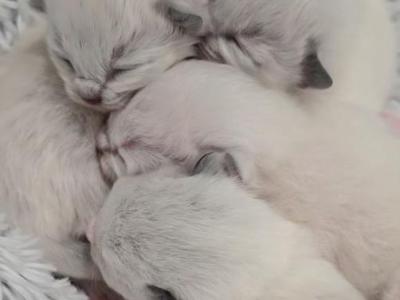 Chloes Kittens - Ragdoll - Gallery Photo #1