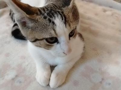 Dove - Domestic - Gallery Photo #1