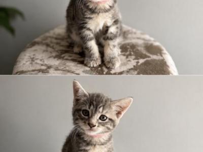 Princess - Bengal - Gallery Photo #1