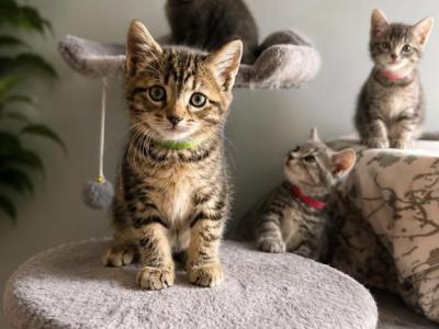Chunk - Maine Coon - Gallery Photo #1