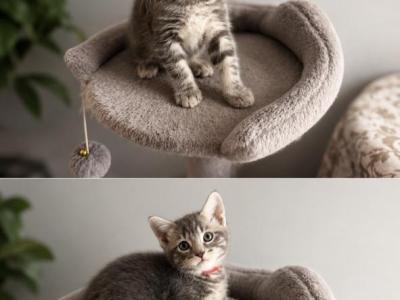Meatball - Maine Coon - Gallery Photo #1