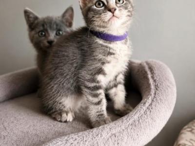 Jelly Bean - Maine Coon - Gallery Photo #1