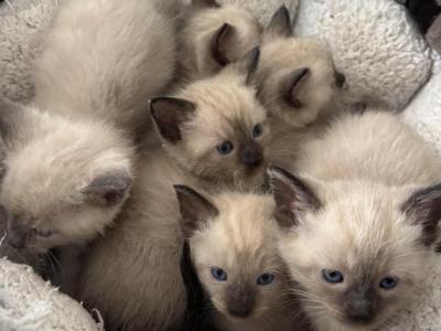 Katarinas Kittens - Siamese - Gallery Photo #1