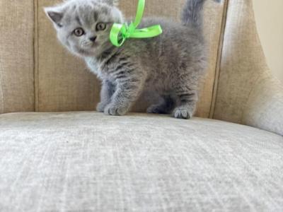 British Shorthair Kittens Ready Now - British Shorthair - Gallery Photo #1