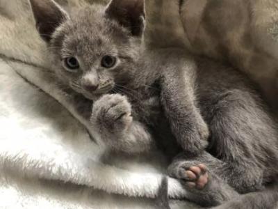 Russian Blue Kittens Ready Now - Russian Blue - Gallery Photo #1