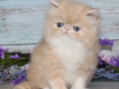 Persian Kittens Ready Now - Persian - Gallery Photo #1