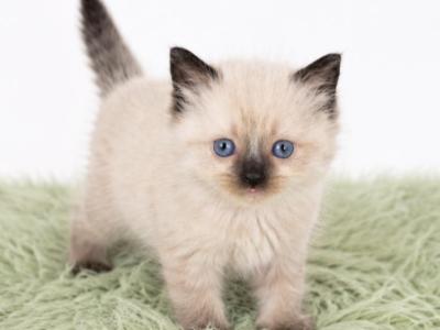 Ragdoll Kittens Ready Now - Ragdoll - Gallery Photo #1