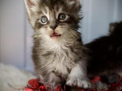 Maine Coon Kittens Ready Now - Maine Coon - Gallery Photo #1
