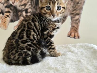 Bengal Kittens Ready Now - Bengal - Gallery Photo #1