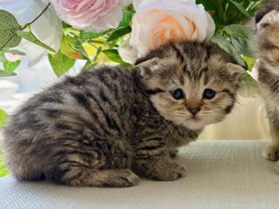 Scottish Fold Golden Tabby Male - Scottish Fold - Gallery Photo #1