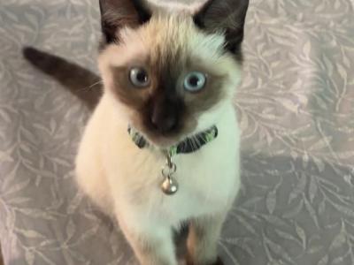 Dutch - Siamese - Gallery Photo #1
