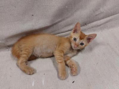 Ginger Tabby Kitten - Domestic - Gallery Photo #1