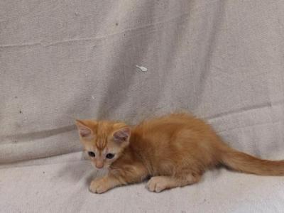 Ginger Tabby Kittens - Domestic - Gallery Photo #1