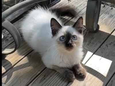 Delilah - Siamese - Gallery Photo #1