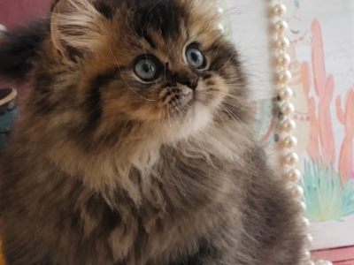 Momo - Persian - Gallery Photo #1