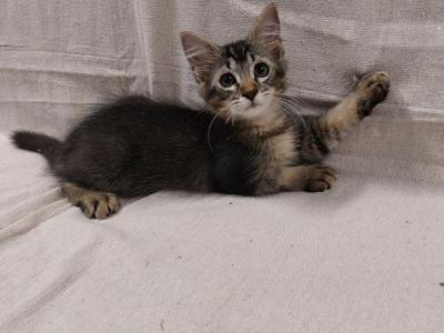 Tabby Kittens - Domestic - Gallery Photo #1