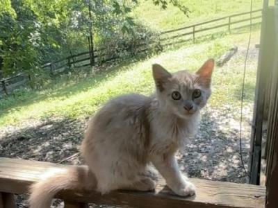 Zephyr - Turkish Angora - Gallery Photo #1