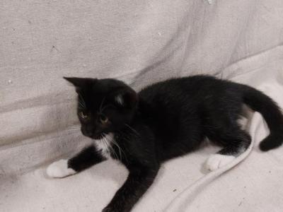 Kittens - Domestic - Gallery Photo #1