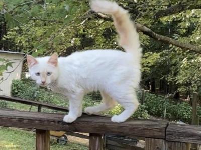 Willow - Turkish Angora - Gallery Photo #1