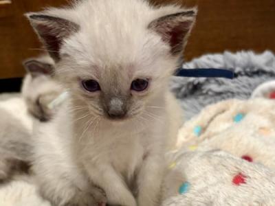 Mrs Mistoffeles - Colorpoint Shorthair - Gallery Photo #1
