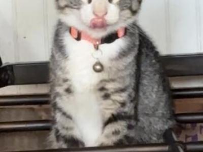 Tyson - American Shorthair - Gallery Photo #1