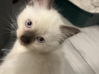Seal Point Ragdoll - Ragdoll - Gallery Photo #1