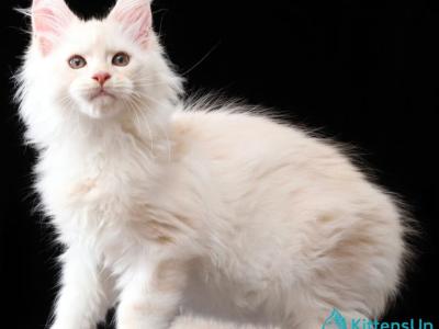 Valencio - Maine Coon - Gallery Photo #1