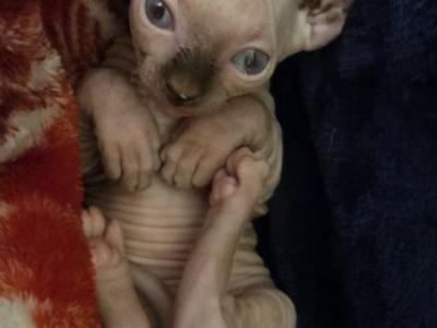 Elf Singleton - Sphynx - Gallery Photo #1