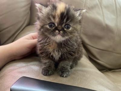 Cleopatras Bomb Litter - Persian - Gallery Photo #1