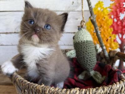 Meeko Fishing Litter - Ragdoll - Gallery Photo #1