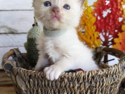 Mahi - Ragdoll - Gallery Photo #1