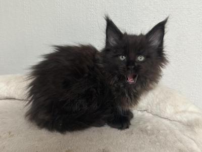 Nero - Maine Coon - Gallery Photo #1