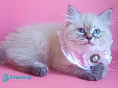 Estella - Siberian - Gallery Photo #1