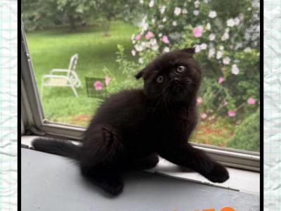 Lala - Scottish Fold - Gallery Photo #1