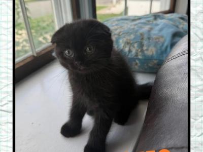Lili - Scottish Fold - Gallery Photo #1