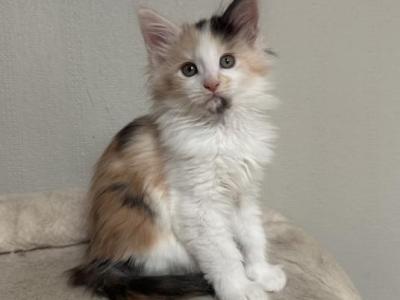 Cali - Maine Coon - Gallery Photo #1