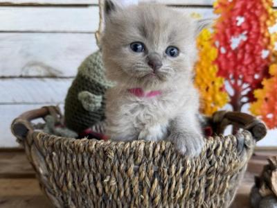 Koi - Ragdoll - Gallery Photo #1
