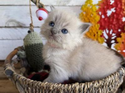 Guppy - Ragdoll - Gallery Photo #1
