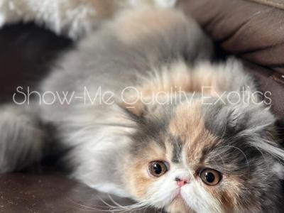Eleanor - Exotic - Gallery Photo #1