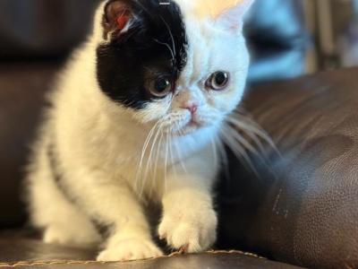 Felix - Exotic - Gallery Photo #1