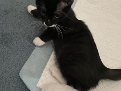 Oreo - Domestic - Gallery Photo #1