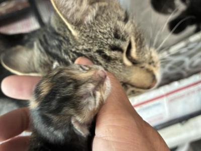 Poly Tortoiseshell Of Dasha - Polydactyl - Gallery Photo #1