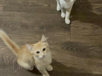 Cheeze Itz - Domestic - Gallery Photo #1