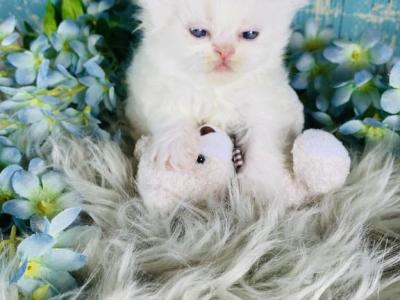 Bama - Persian - Gallery Photo #1