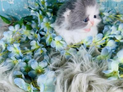 Blueberry - Persian - Gallery Photo #1