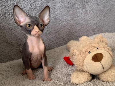 Cookie - Sphynx - Gallery Photo #1