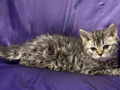 Laddie - Selkirk Rex - Gallery Photo #1
