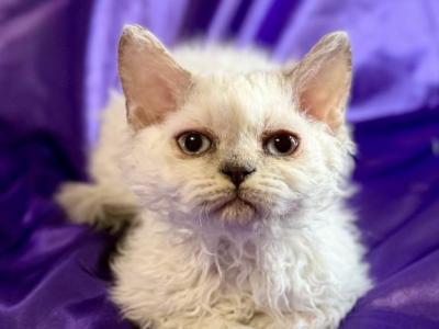 Tryst - Selkirk Rex - Gallery Photo #1